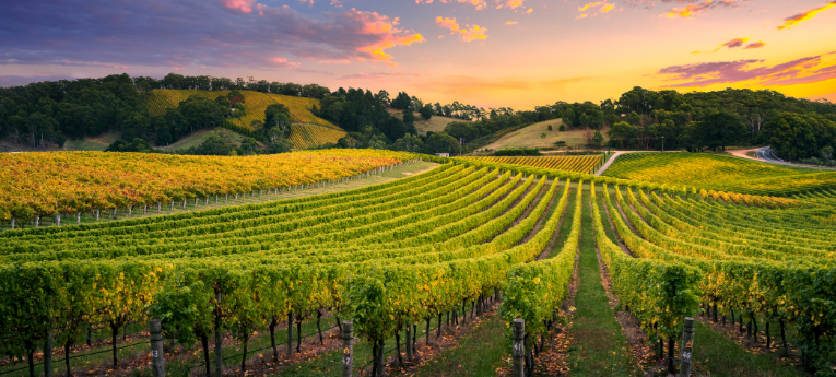 As melhores vinícolas do Chile que você precisa conhecer