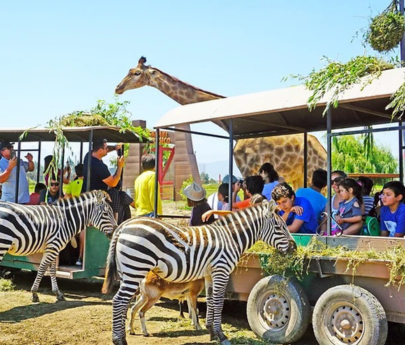 ZOO SAFARI RANCAGUA 